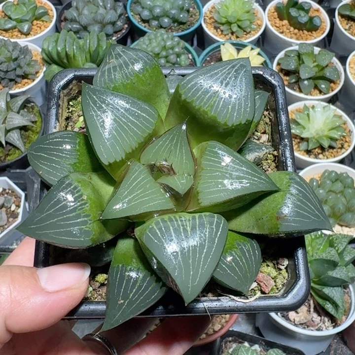 大母本黑网克寿十二卷