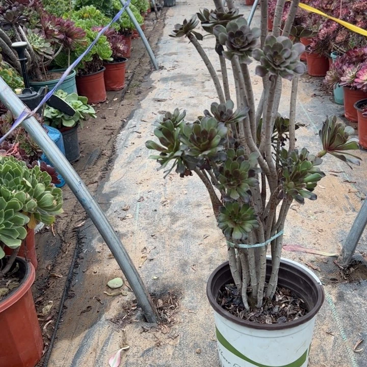 43灰法师多肉多肉多肉多肉