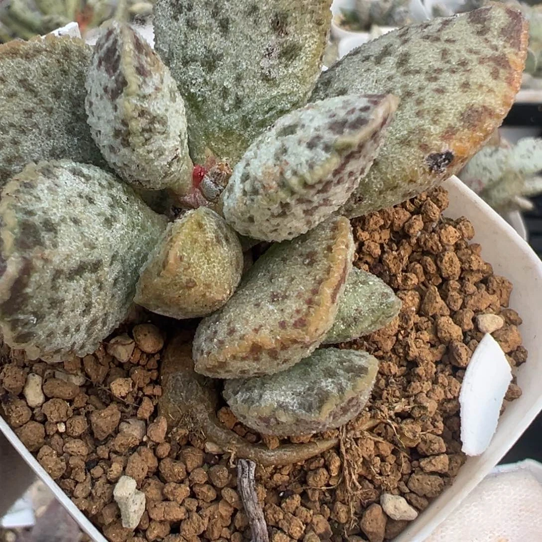 441杂交实生一颗老桩