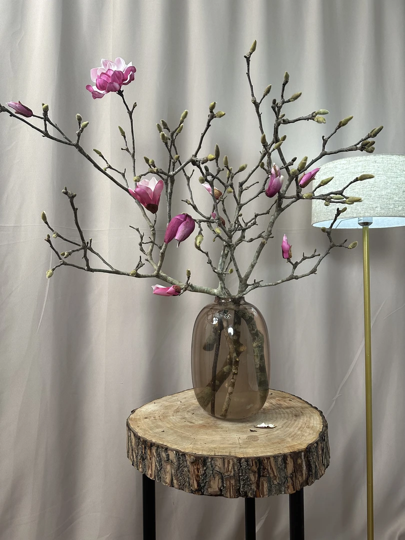 【玉兰年宵花】鲜切枝玉兰遇水开花带花苞发货