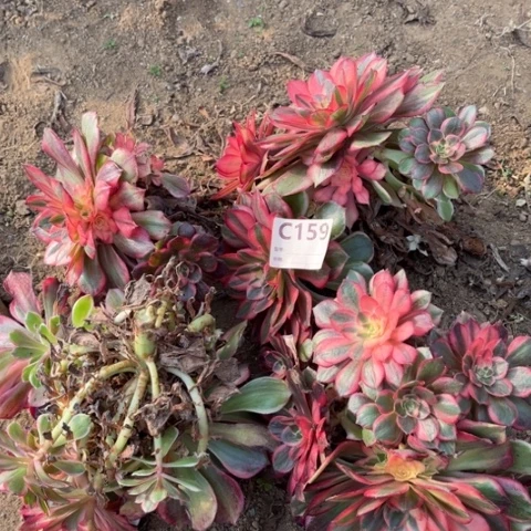 梅****多肉植物黑魔锦四个