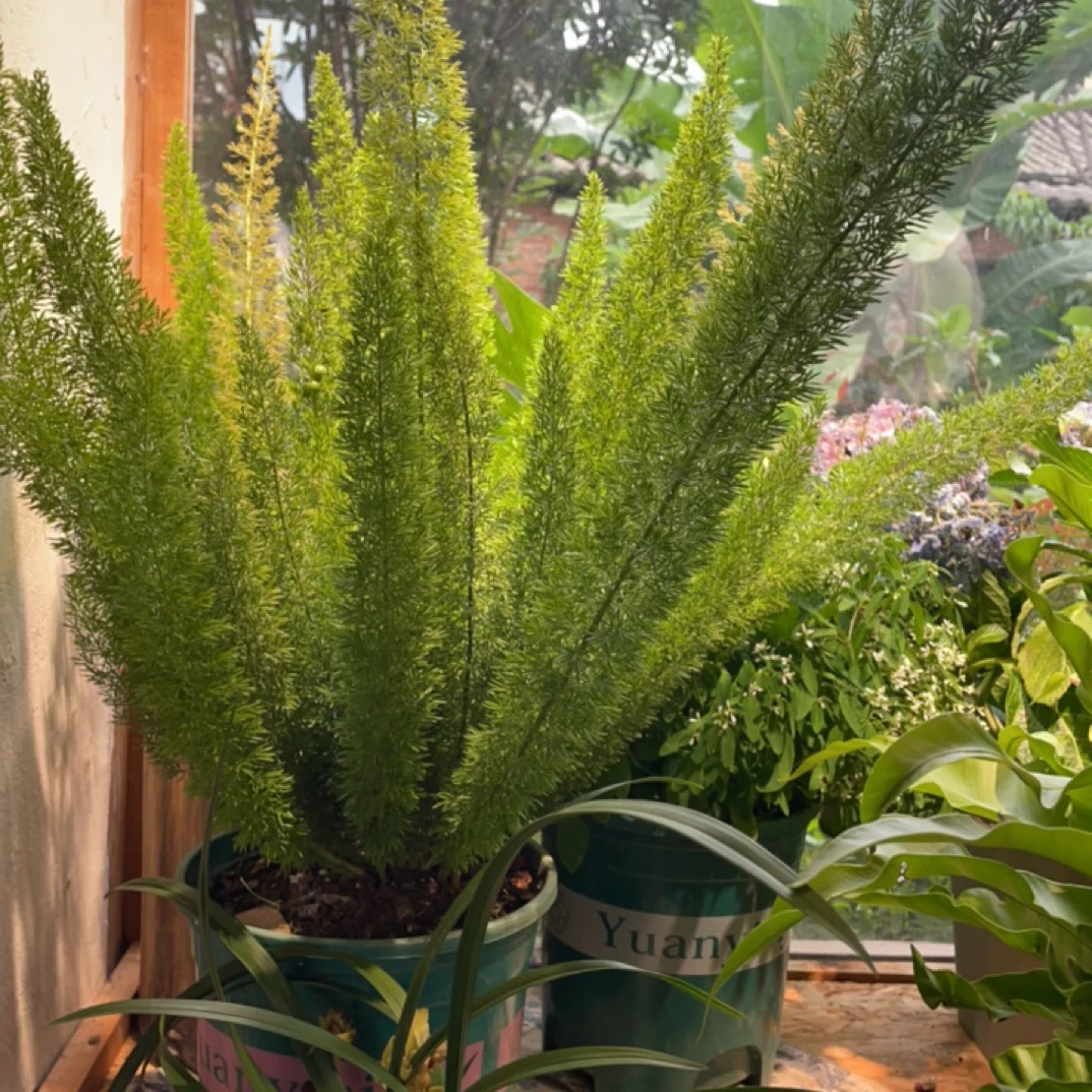 狐尾天门冬盆栽苗多年生常绿植物室外庭院盆景观叶