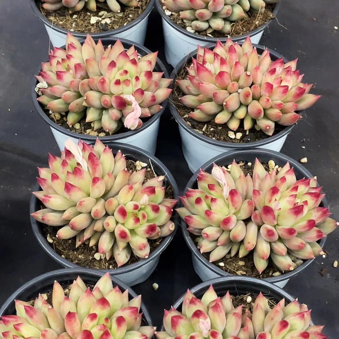 整桩无砍双头二代虞美人一颗