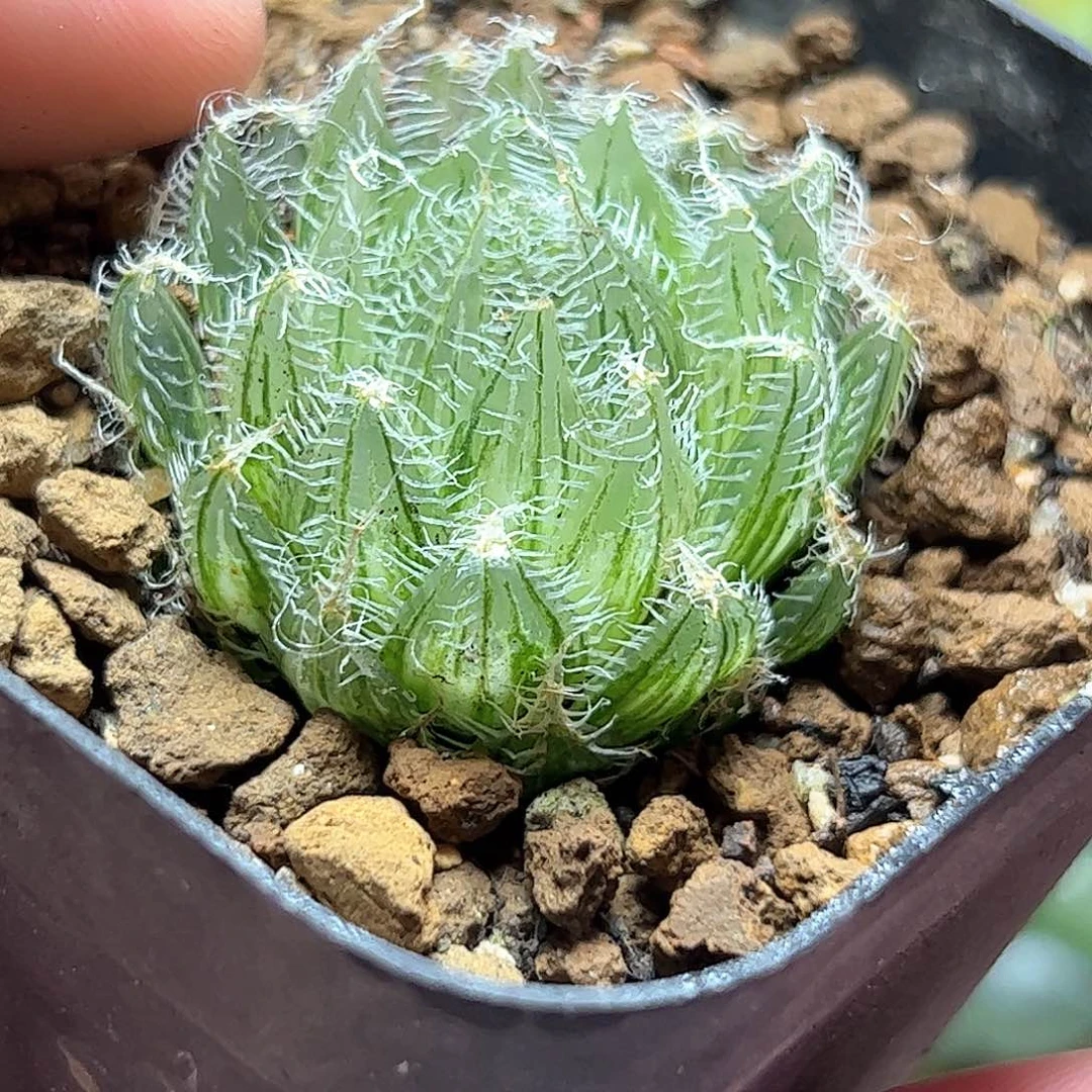 钢丝球锦十二卷多肉