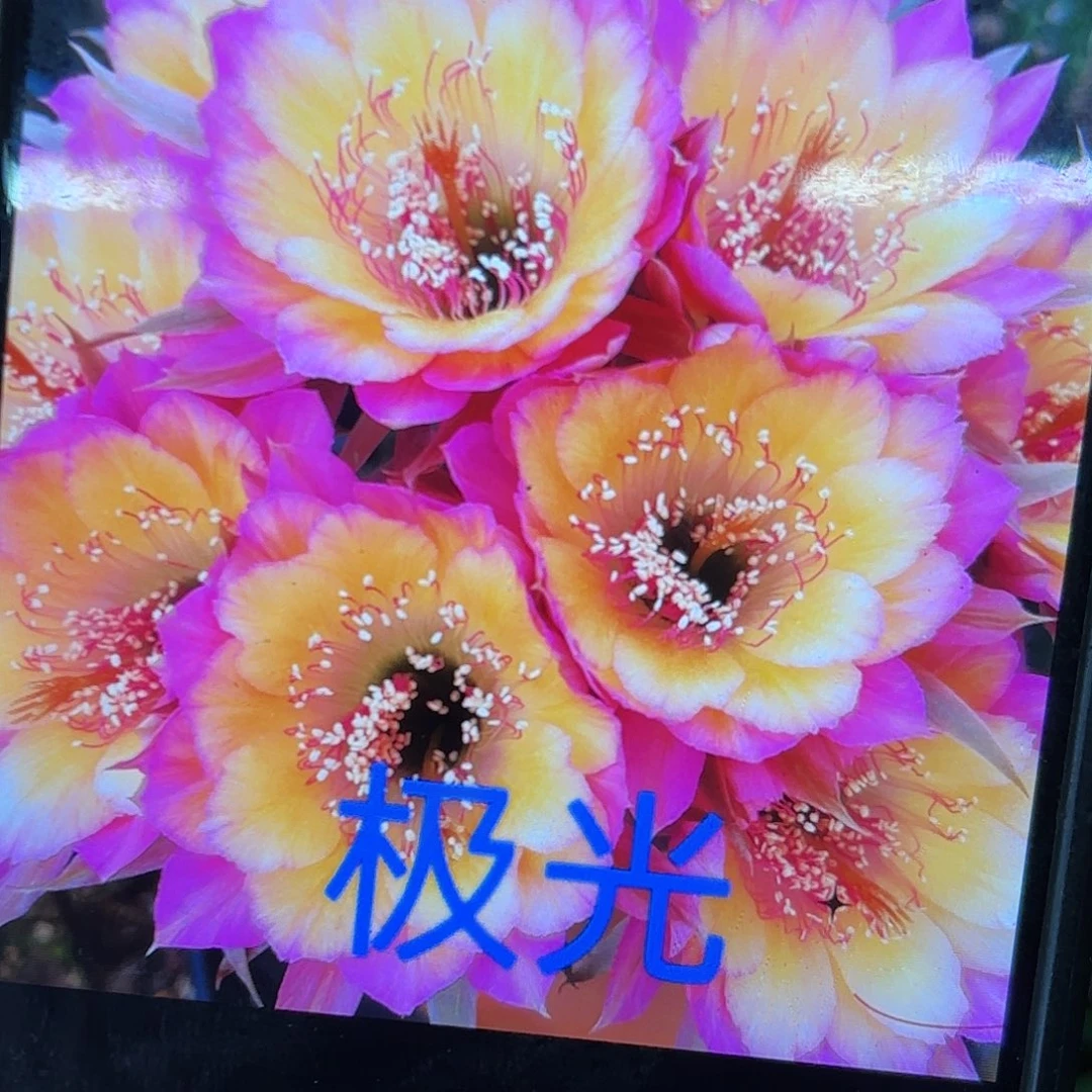 极光丽花侧牙20包邮仙人球7