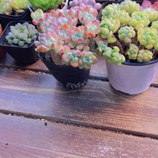 罗琦。 凝脂莲111111111