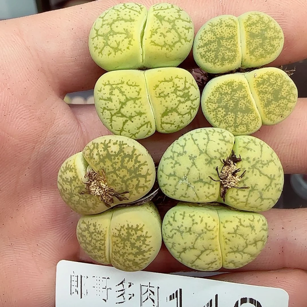 满满18包邮1230-140