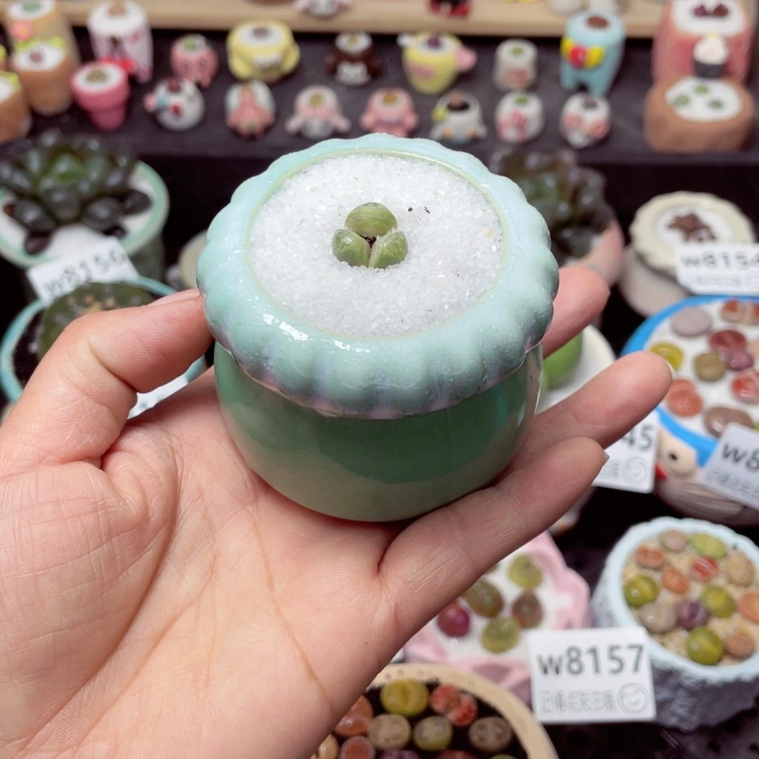 w8159 带盆土发货-零下地区拍保温箱