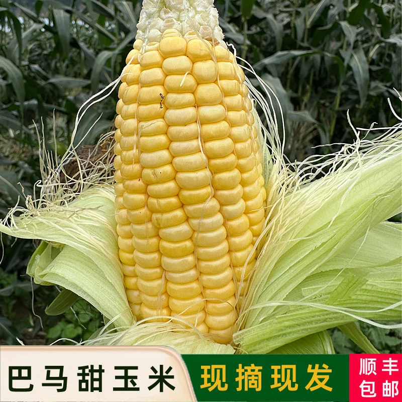 巴马新鲜甜玉米现摘嫩玉米新鲜玉米可榨汁带皮
