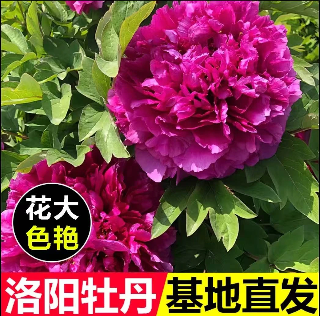 【9.9金奖洛阳红紫二桥】洛阳牡丹伊水花王谷正宗洛阳牡丹大花重瓣