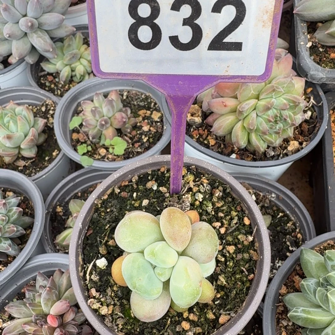 多肉植物漂亮多肉832