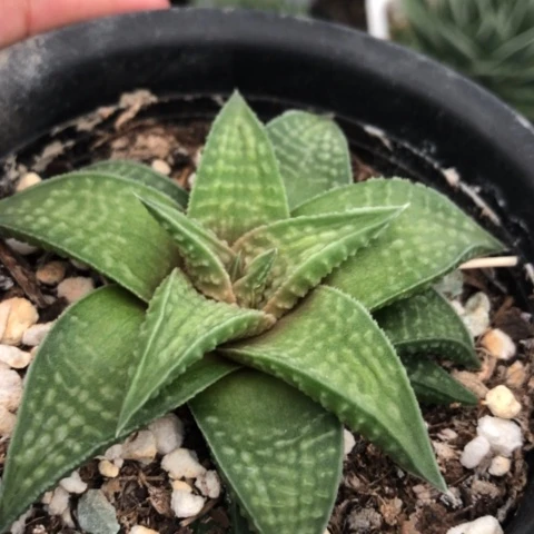 原始硬叶多肉植物