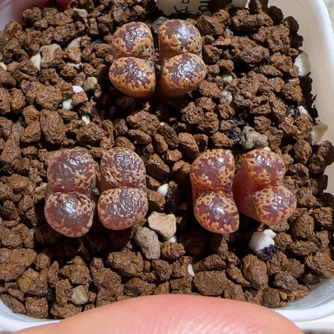 肉锥多肉植物组合-勋章一盆632