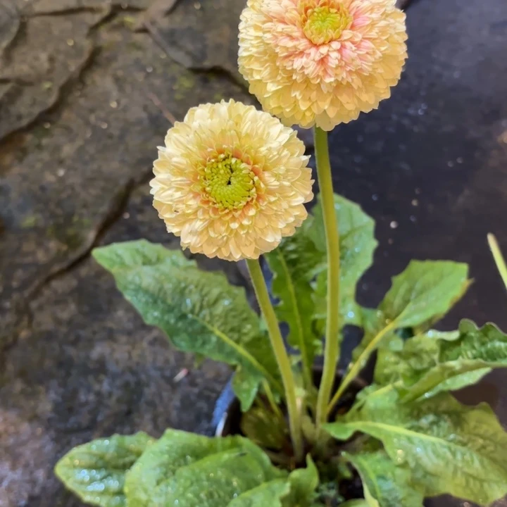 一加仑软盆非洲菊/绿宝石