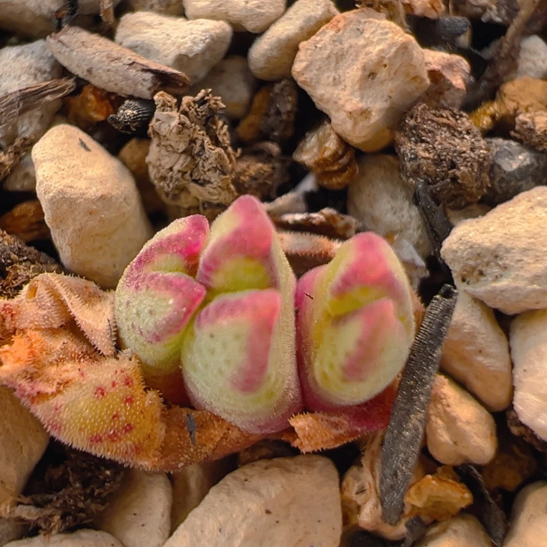 93多肉植物百科知识