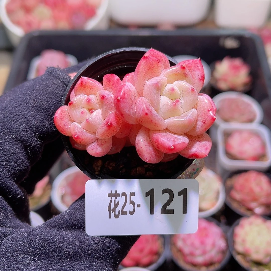 花利美25-121新品带仔