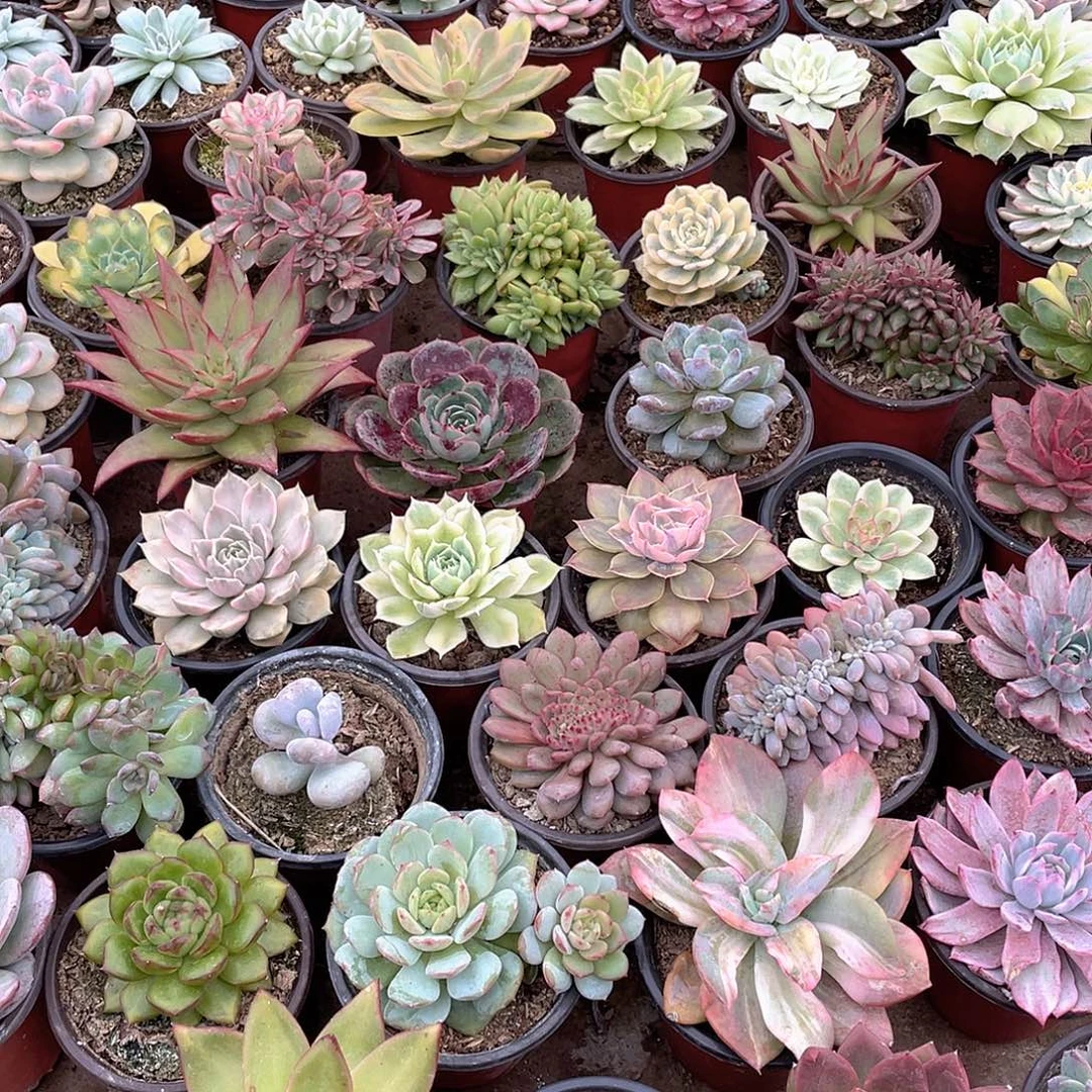 土***丝100号两个一组多肉植物