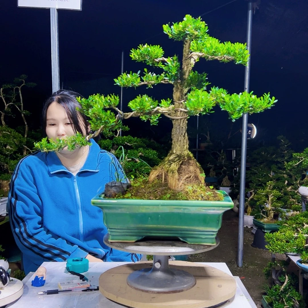 皇***叔无花朵黄杨木