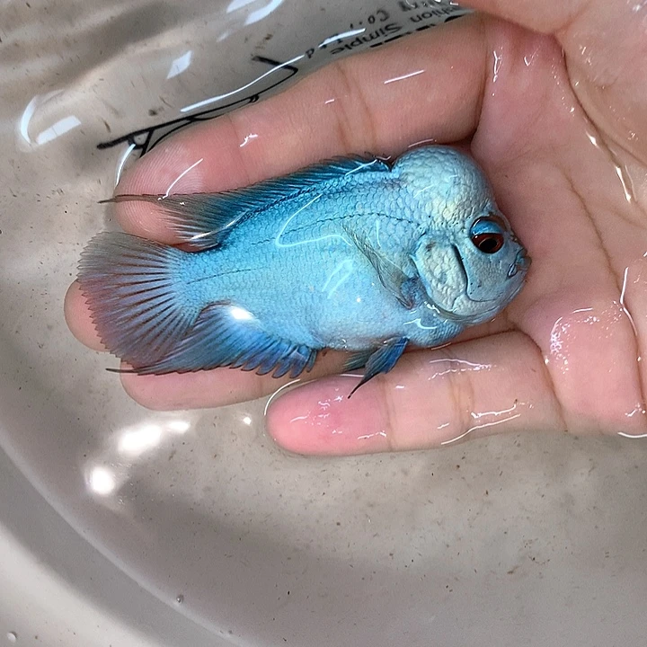 达***达罗汉鱼满银88888888888