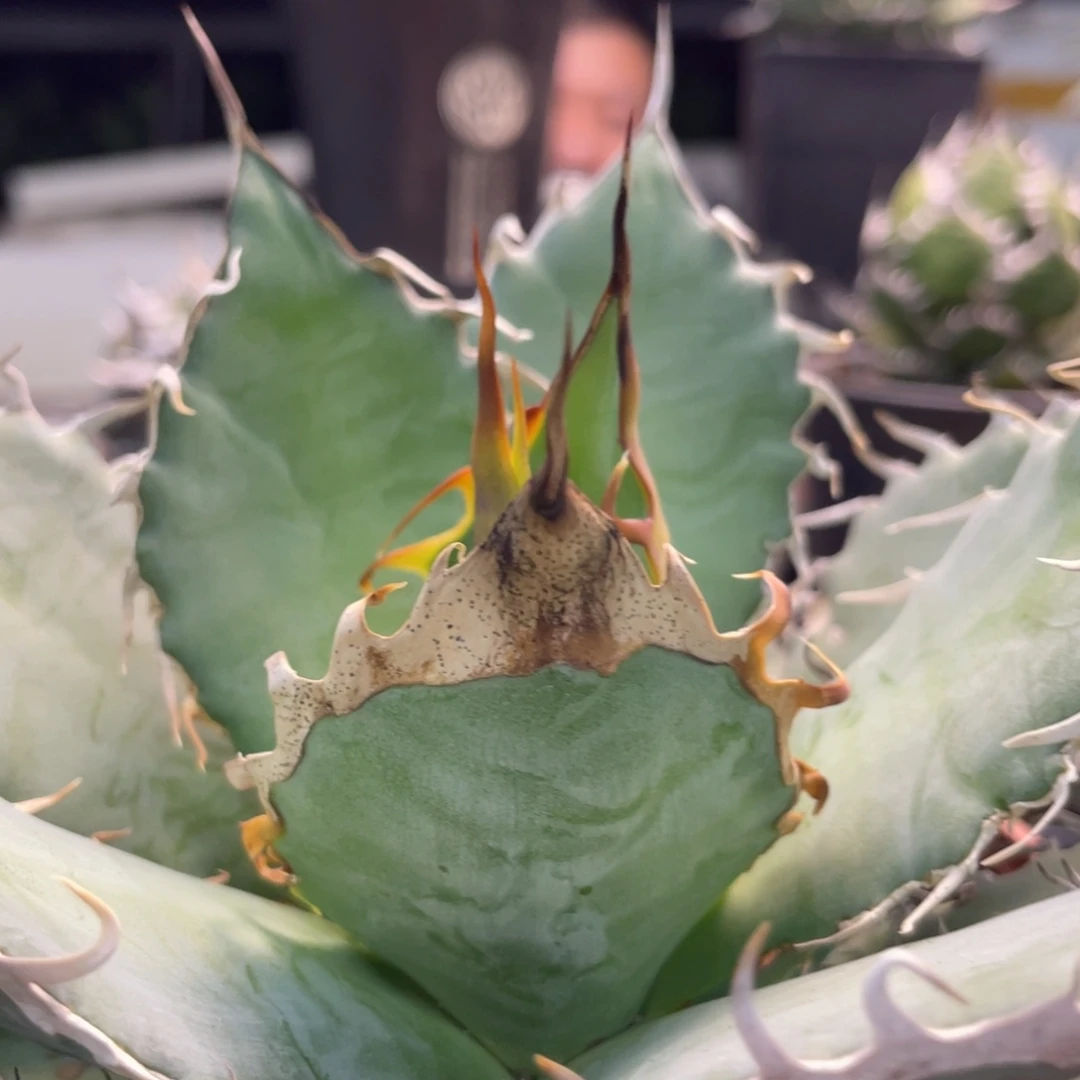 野二55555555555555