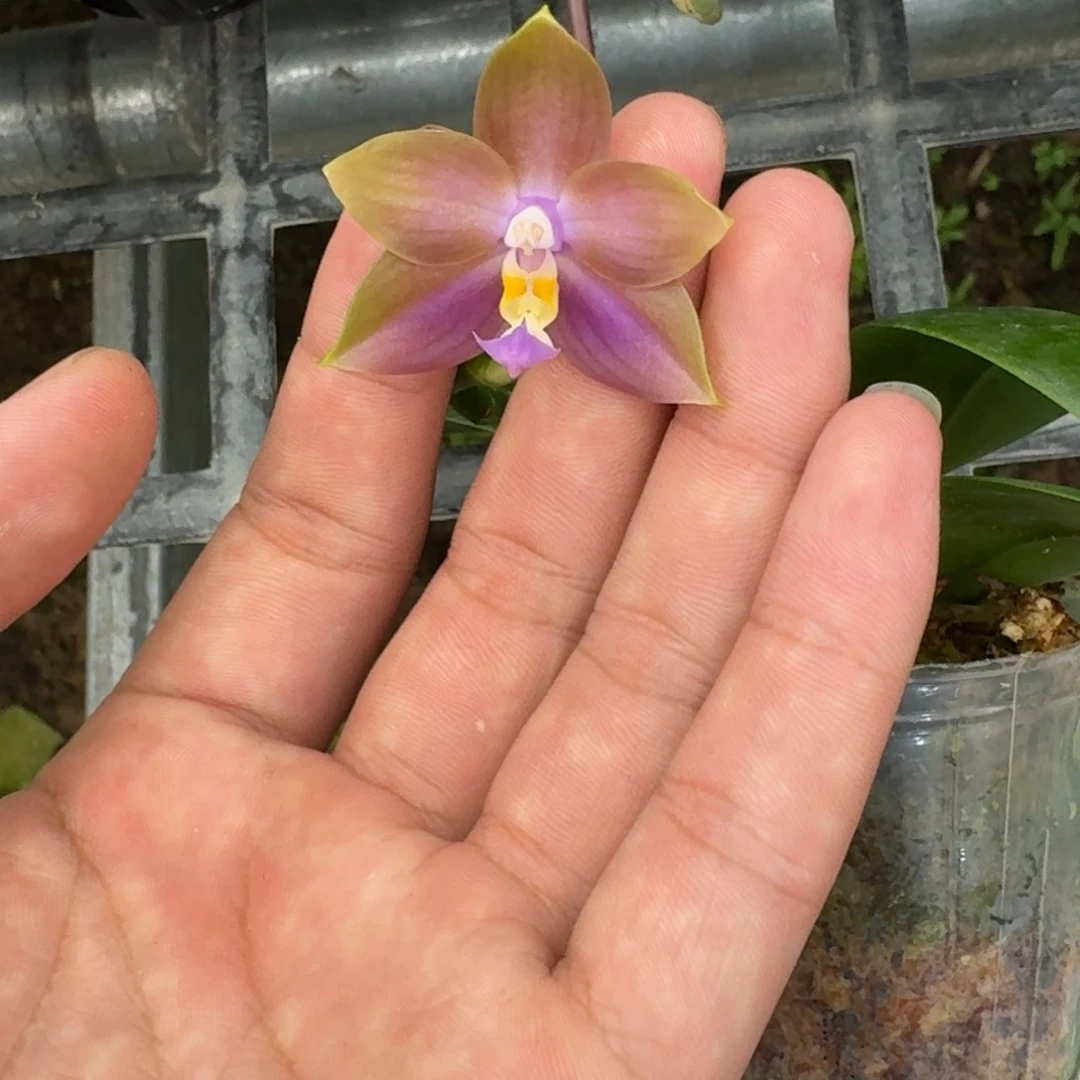 当前无花栽培后可以开花l1391 瑕疵2.5n6505