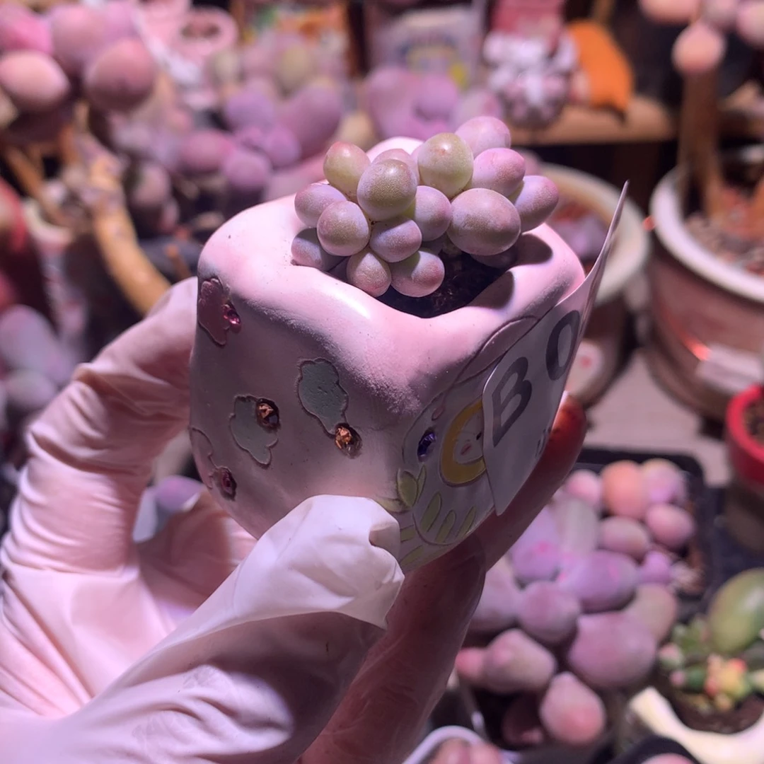 052 ，汤圆奶酪多肉