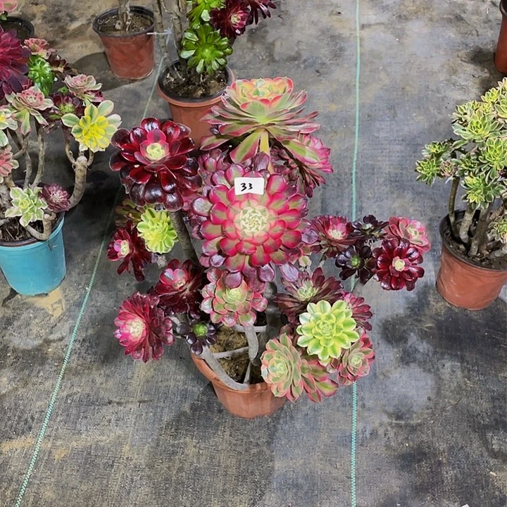 丽*架接法师一个33号