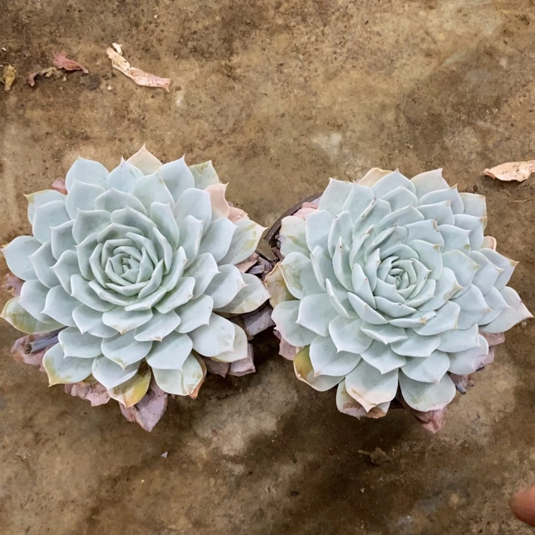 薄叶蓝鸟单头精控老桩两盆