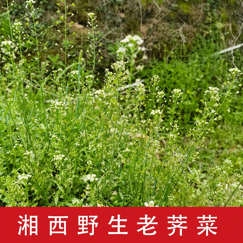 湘西新鲜现挖农家野生老荠菜野菜荠荠菜地丁菜煮鸡蛋用