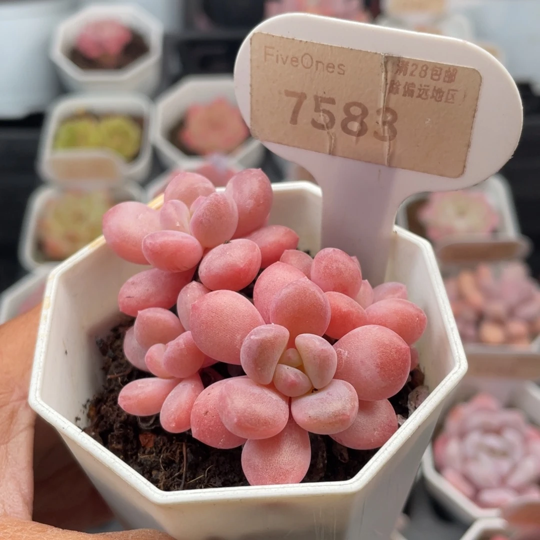 白鹭7583-6.0厘米