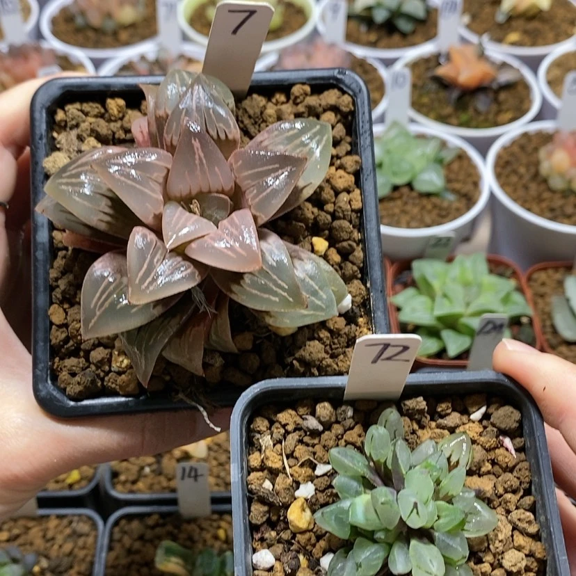 【闪购商品】7和72两颗