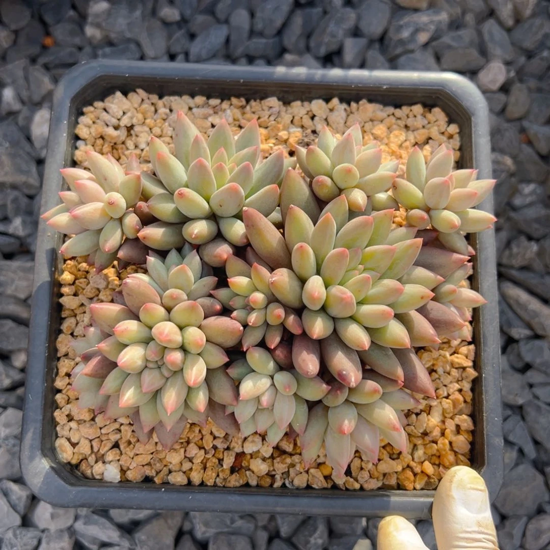 浅陌小姐姐，寄养美肉。