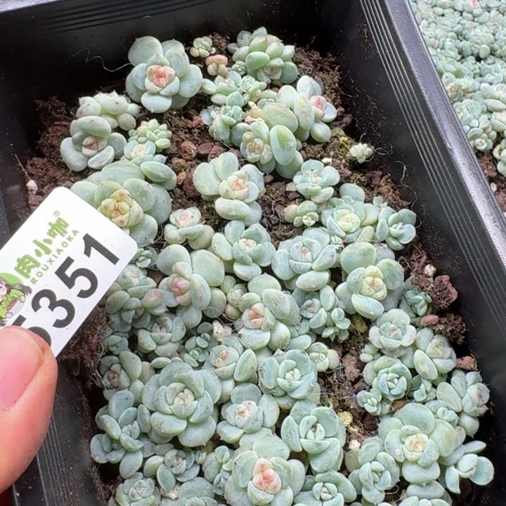 今***丶多肉植物多头植物