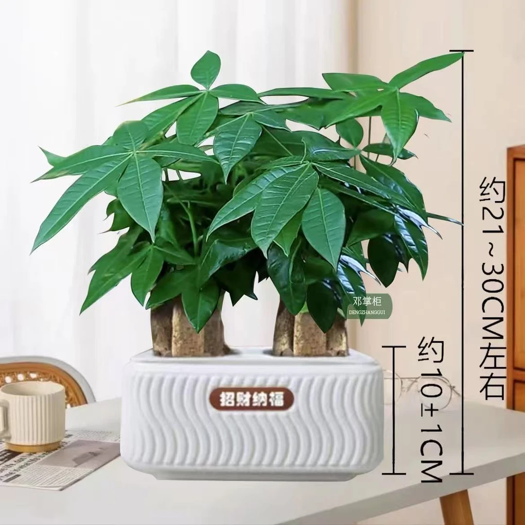 【6杆发财树】高度21-30CM发财树发财树盆栽室内绿植花卉盆景卧室