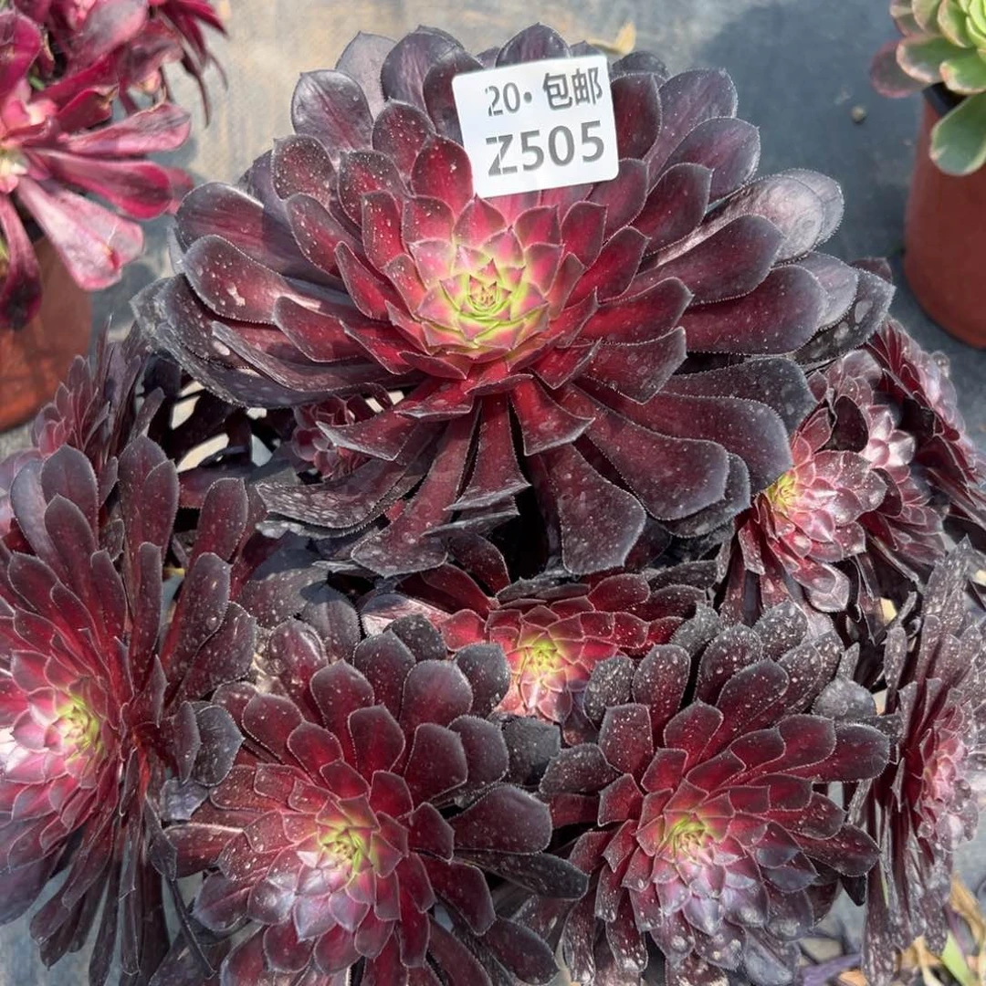 505黑曜石，满20包邮