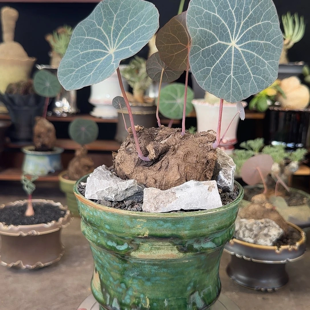 一物一拍老家一叶龟52