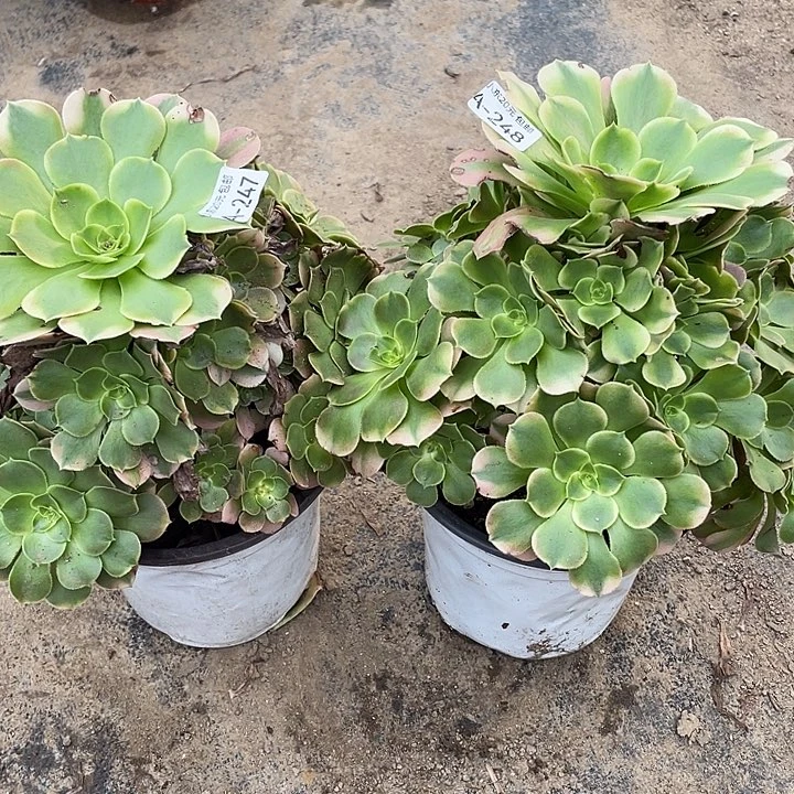 凭***海247248香妃两颗多肉植物法师