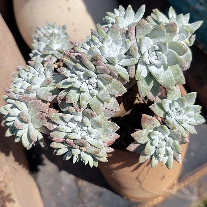 仙女杯多肉植物提取