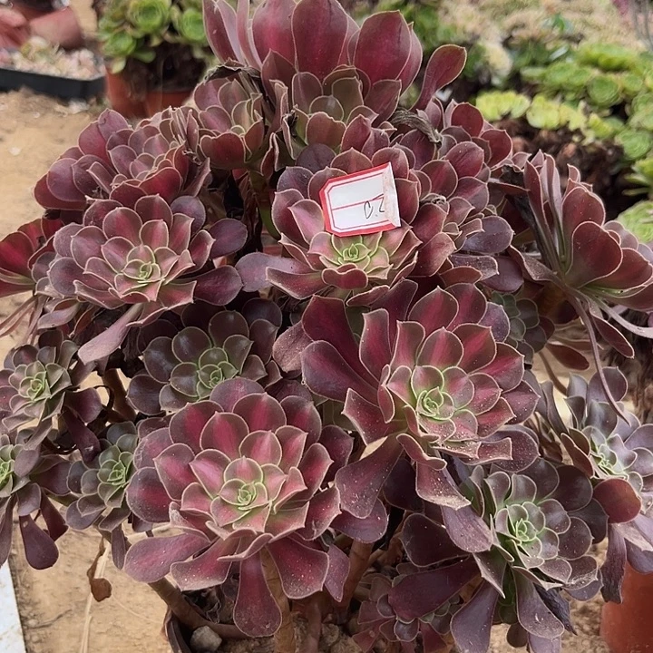 花哪多肉植物一个220