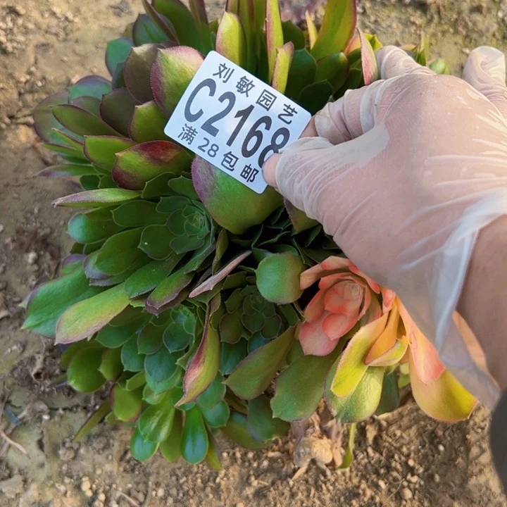 2168无根多肉植物法师