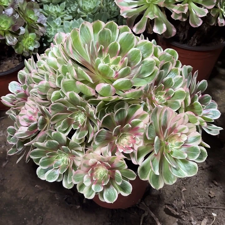 多肉植物孔雀翎56