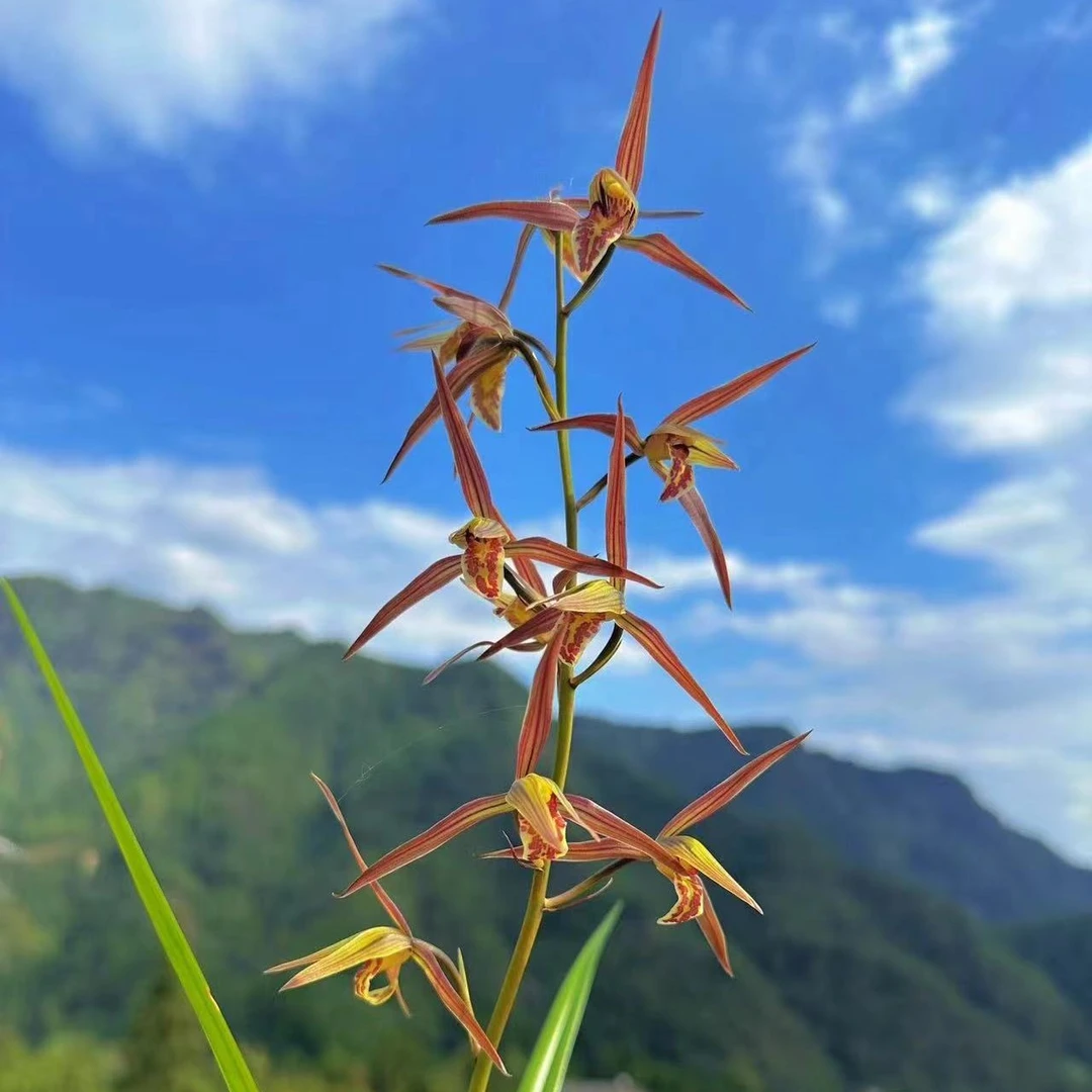 寒兰开品参考，自然养植兰不完美，直播间看好下单（不退换可保活）