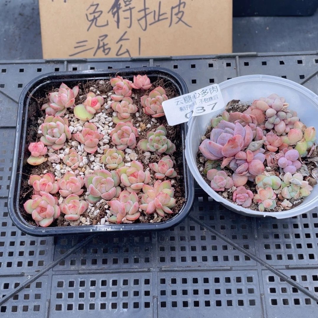 云糖心多肉植物37
