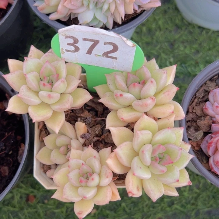 健健康康平平安安