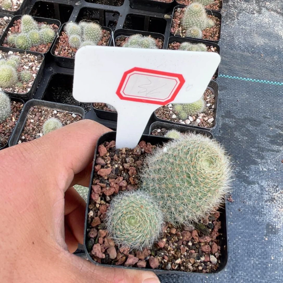 36往事多的是什么