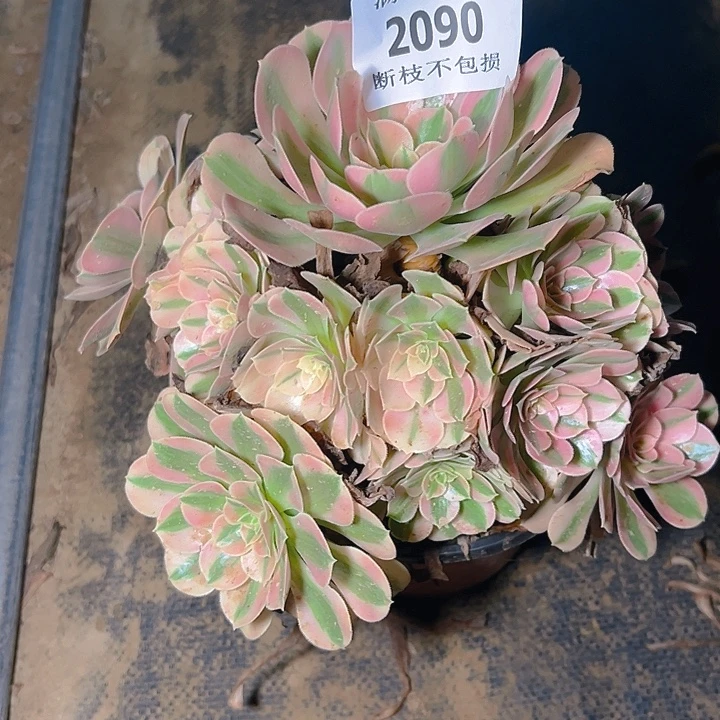 2090粉女巫多肉植物