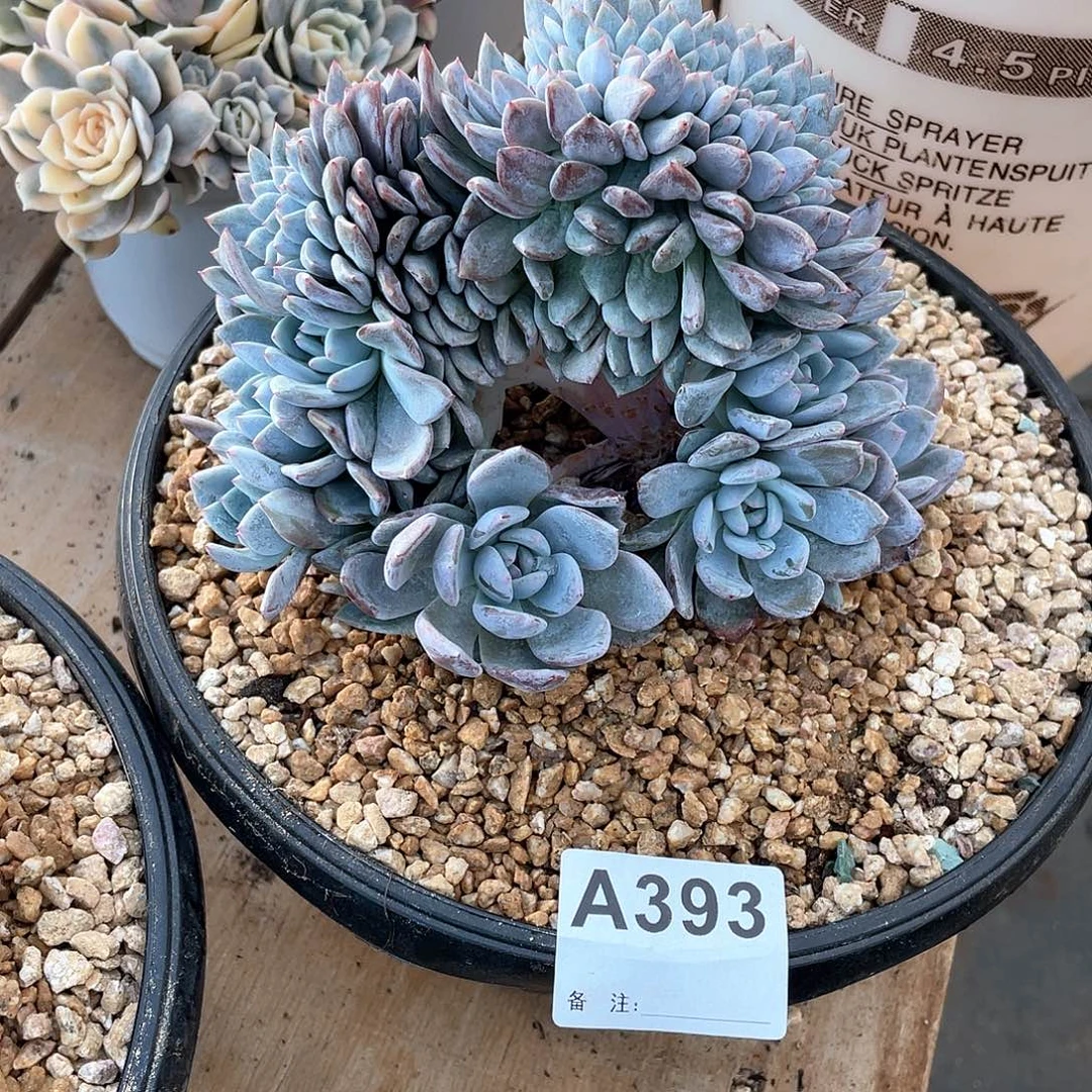 L***S393多肉植物多肉植物
