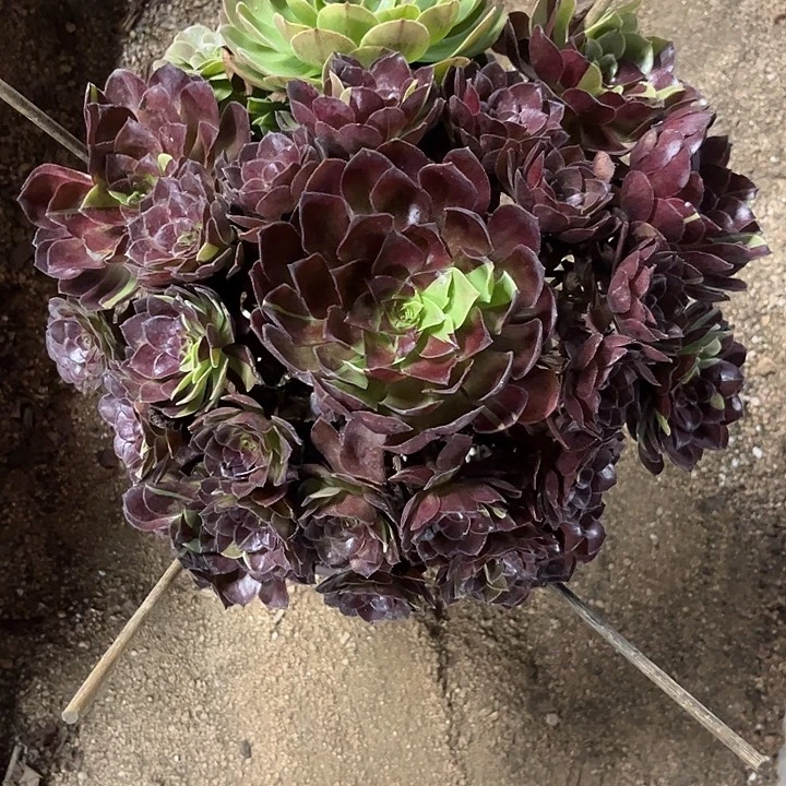 多肉植物黑美人锦……