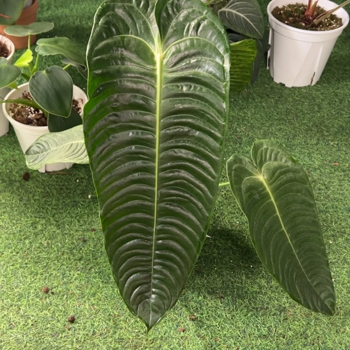 不开花植物极密火鹤王最大叶长47