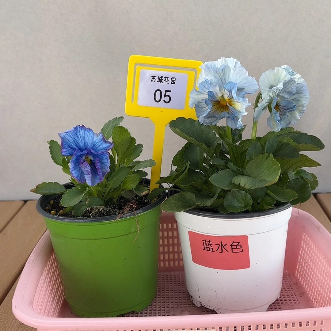 大部分开放少量花苞05